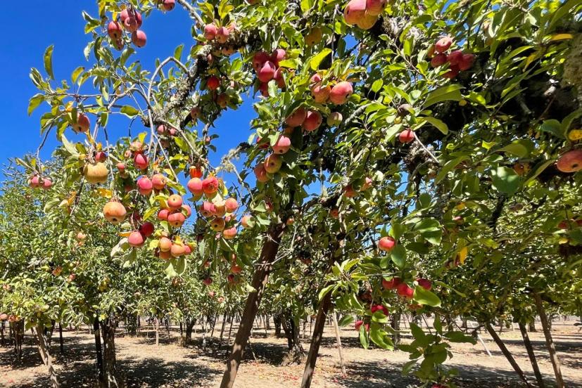 Apple-a-Day Ratzlaff Ranch apple u-pick Sebastopol