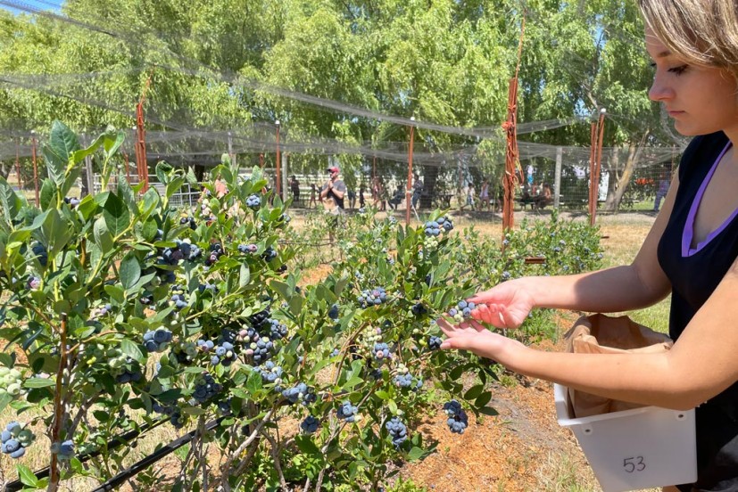 Blueberry picking at Duckwork Family Farm in Sebastopol