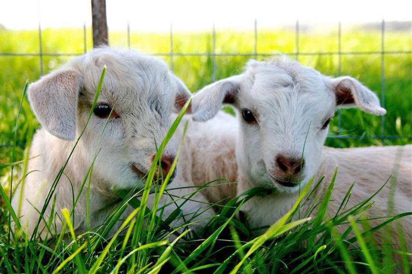 Lambs sitting in green grass