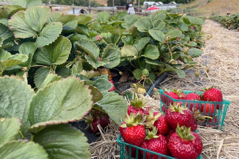 u-pick strawberries marin