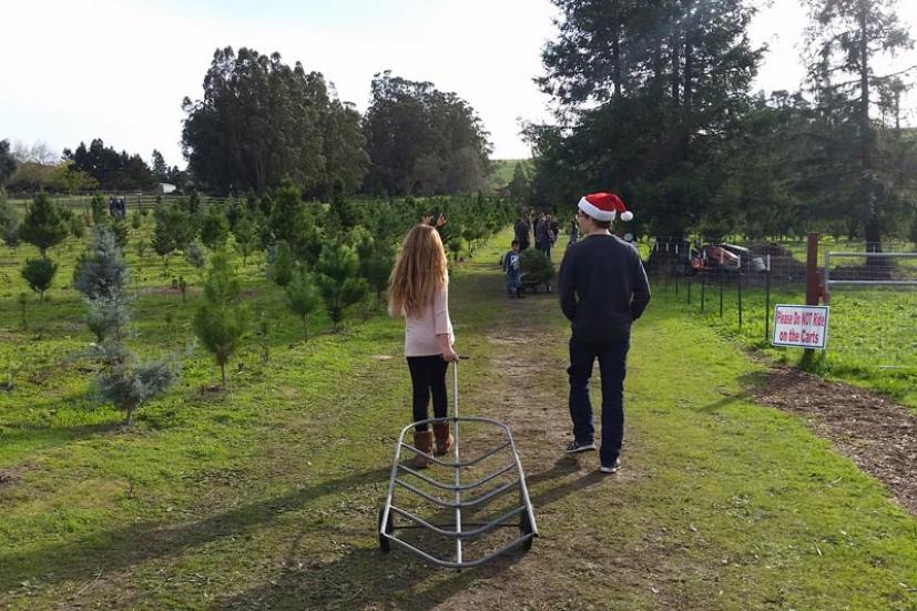 Marin & Sonoma Christmas Tree Farms & Lots