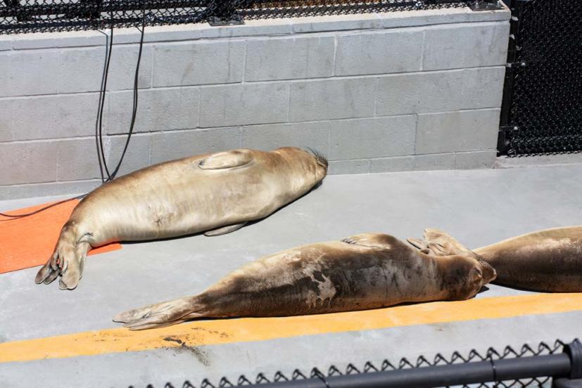 Marine Mammal Center seals