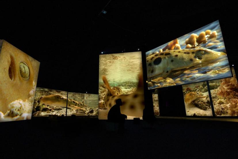 Shark video screens in museum