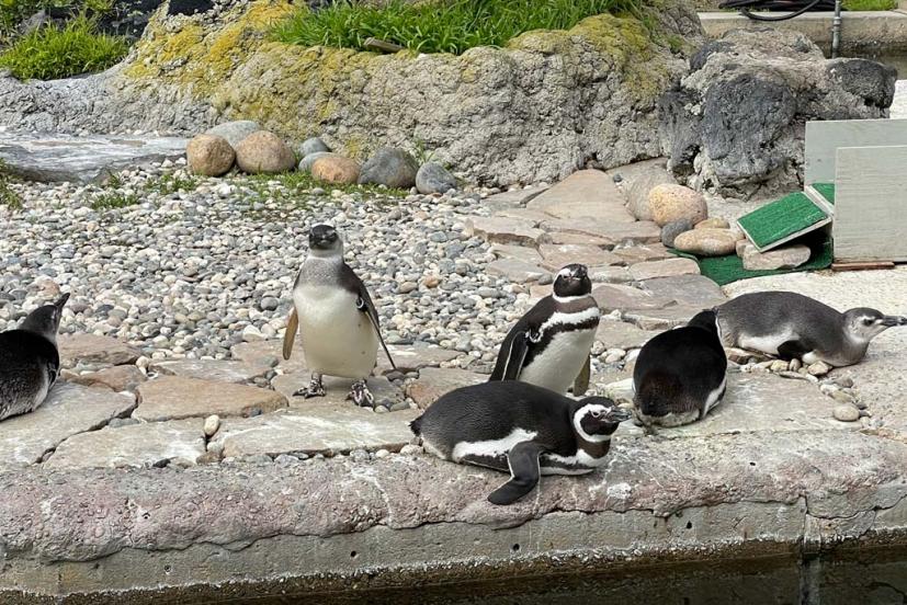 SF Zoo penguins