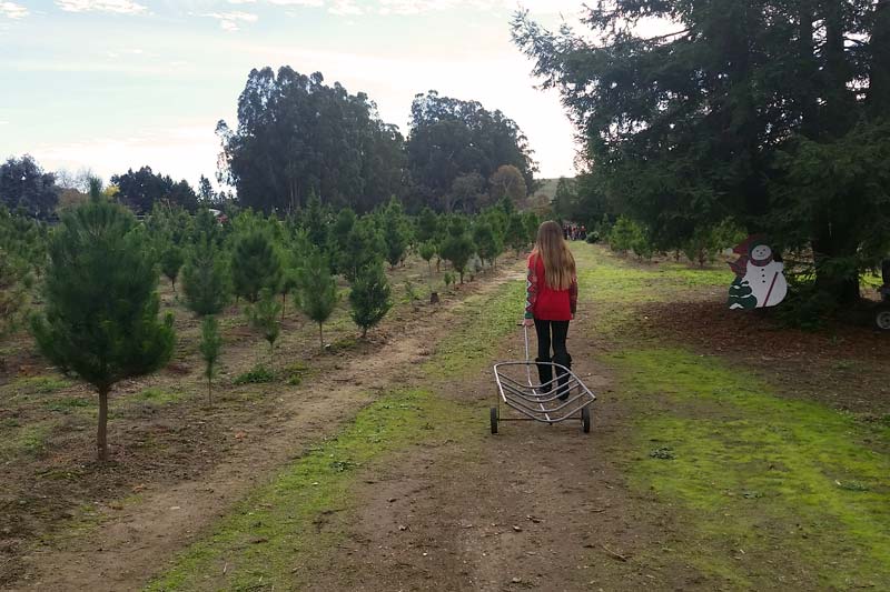 u cut christmas tree farms in petaluma marin mommies u cut christmas tree farms in petaluma marin mommies