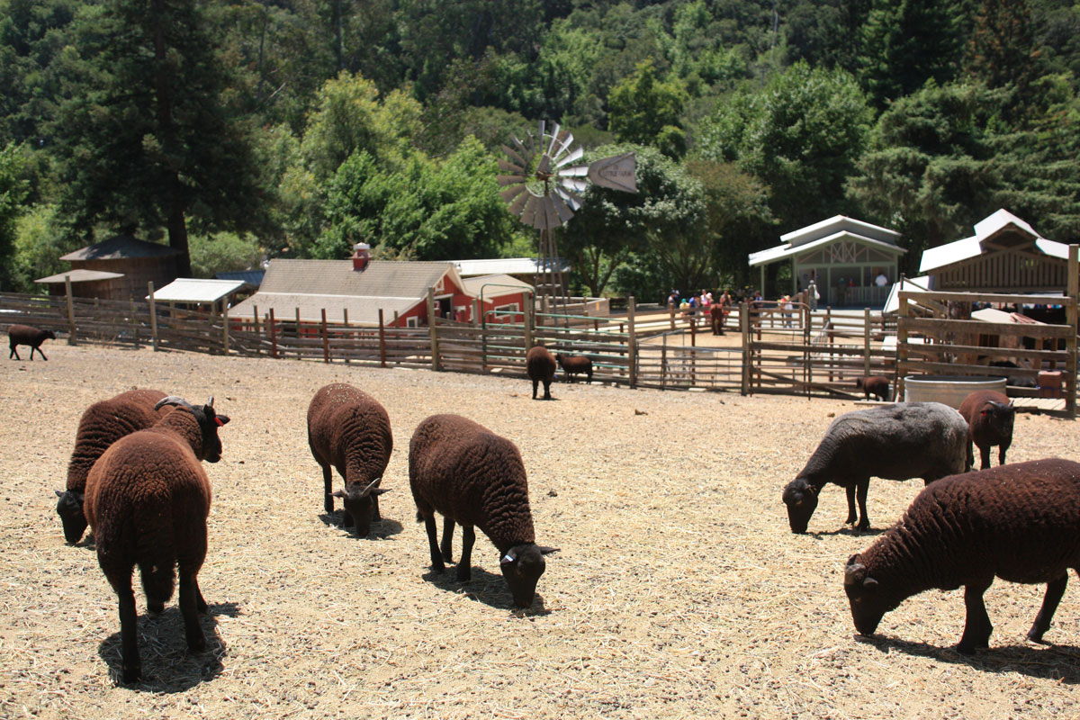 Explore Berkeley's Tilden Park for Family Fun and Adventure Marin Mommies