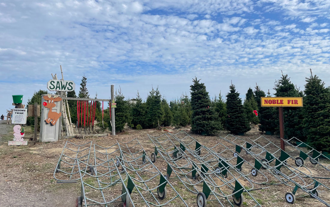 UCut Christmas Tree Farms in Sebastopol Marin Mommies