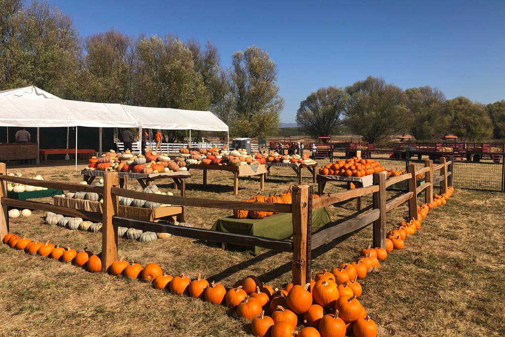 OldTime Family Fun at the Tolay Fall Festival Marin Mommies