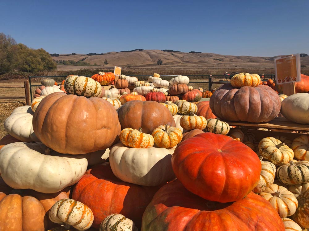 OldTime Family Fun at the Tolay Fall Festival Marin Mommies