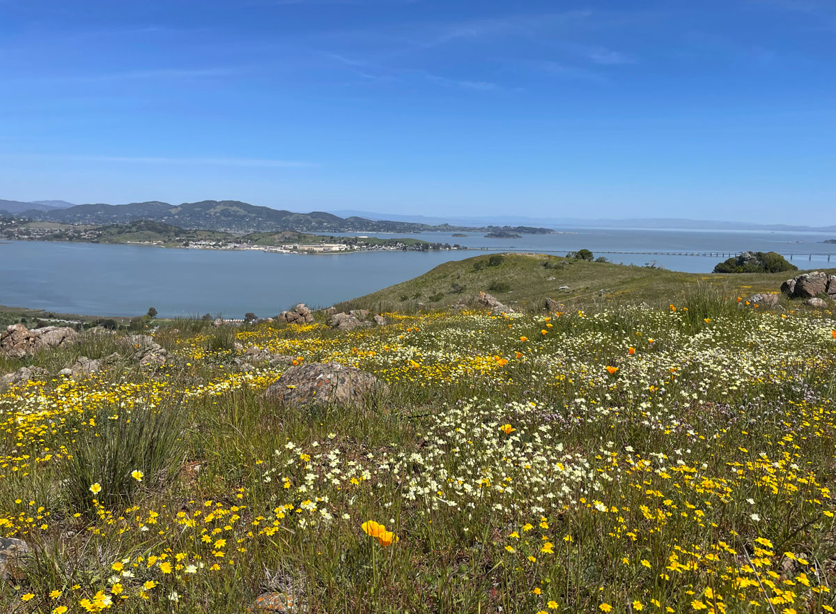 6 Spectacular Spring Wildflower Hikes for Families in Marin Marin Mommies
