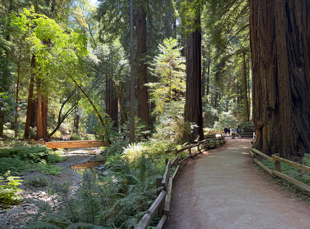 Marins Spectacular Muir Woods is Not Just for Tourists | Marin Mommies