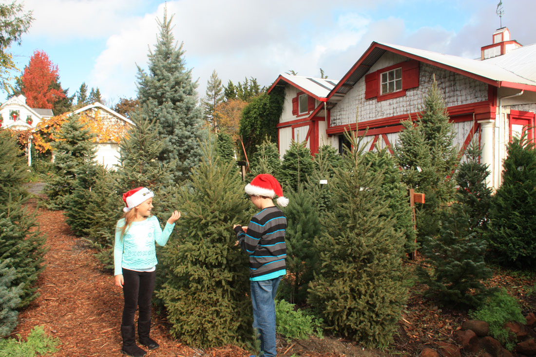 UCut Christmas Tree Farms in Sebastopol Marin Mommies
