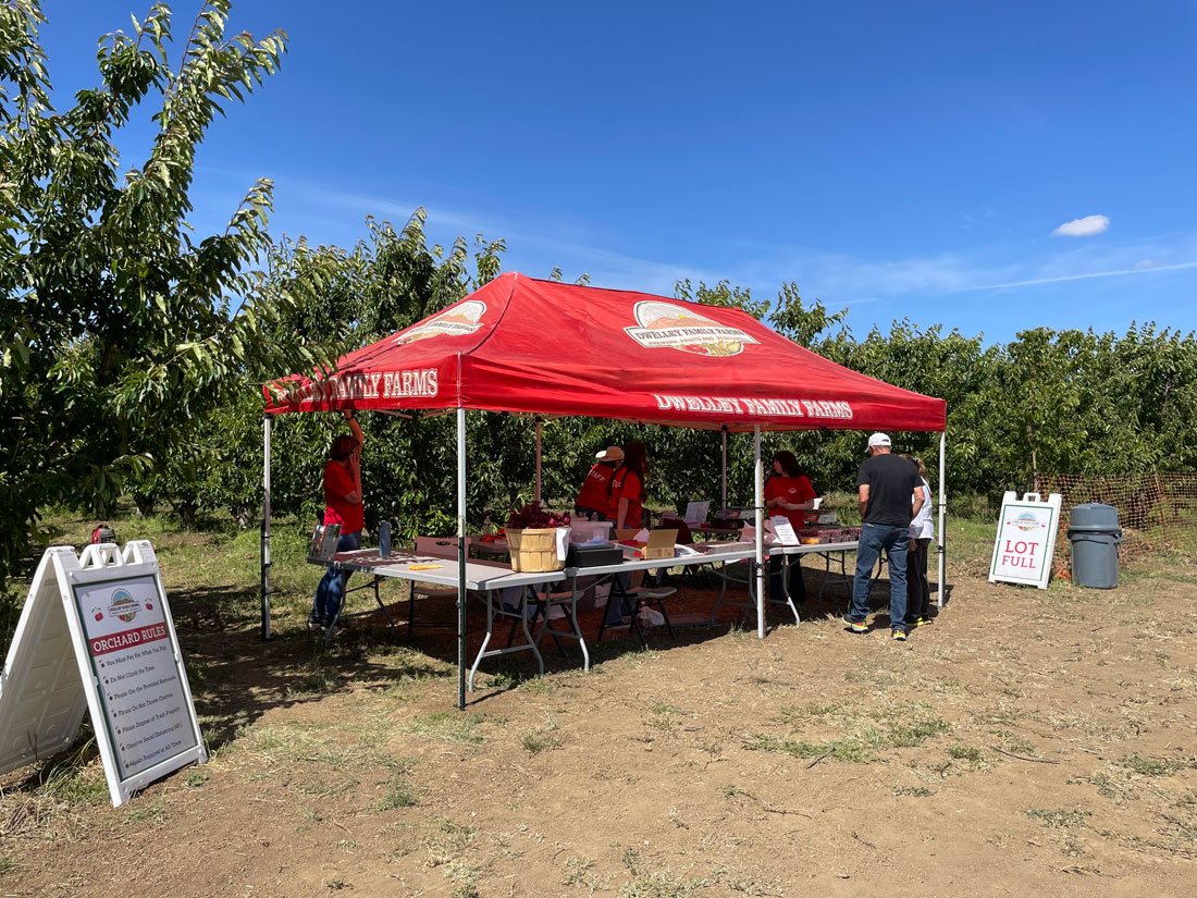 UPick Organic Cherries in Brentwood Marin Mommies