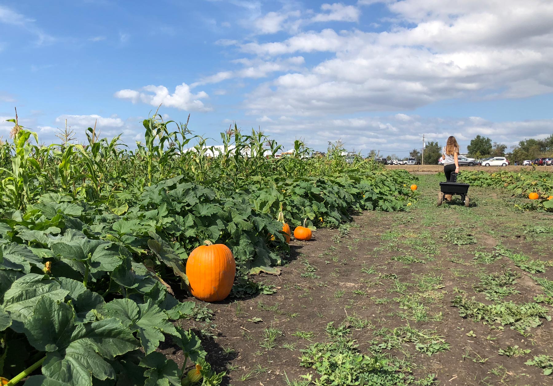 Family Farm Fun at Santa Rosa Pumpkin Patch Marin Mommies