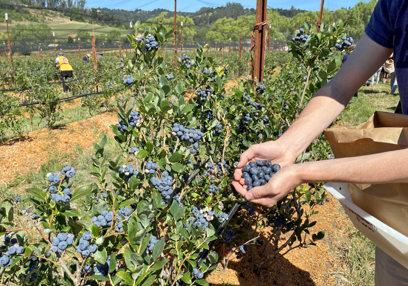 UPick Organic Blueberries at Duckworth Family Farm in Sebastopol Marin Mommies