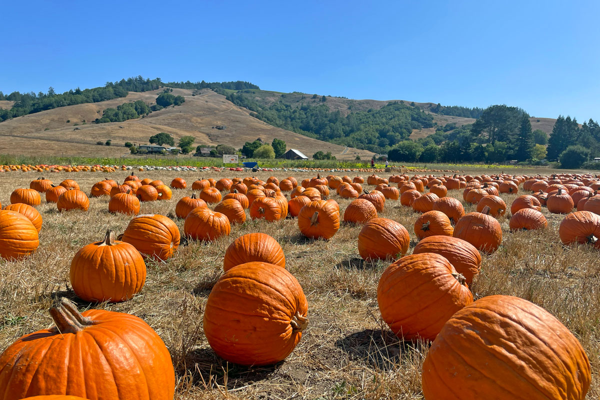 Marin Weekend Events