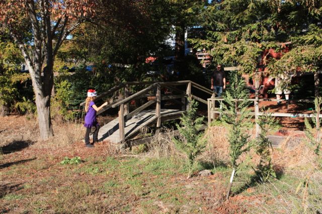 u cut christmas tree farms in petaluma marin mommies u cut christmas tree farms in petaluma marin mommies