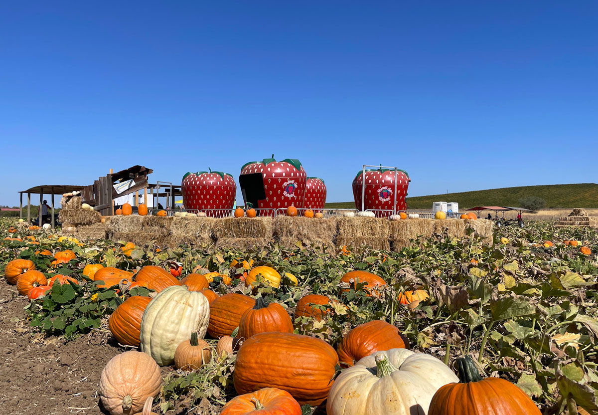 Halloween Pumpkin Patches in Brentwood Marin Mommies
