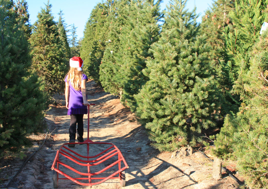 UCut Christmas Tree Farms in Sebastopol Marin Mommies