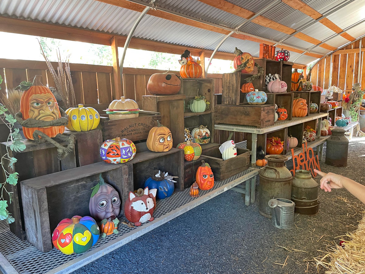Halloween Pumpkin Patches in Brentwood Marin Mommies
