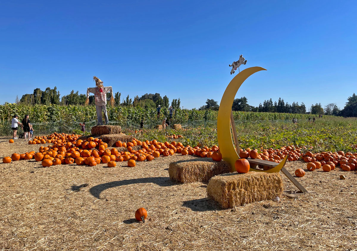 The Pumpkin Patch Spill-Proof Straw Cup – Calla and Friends