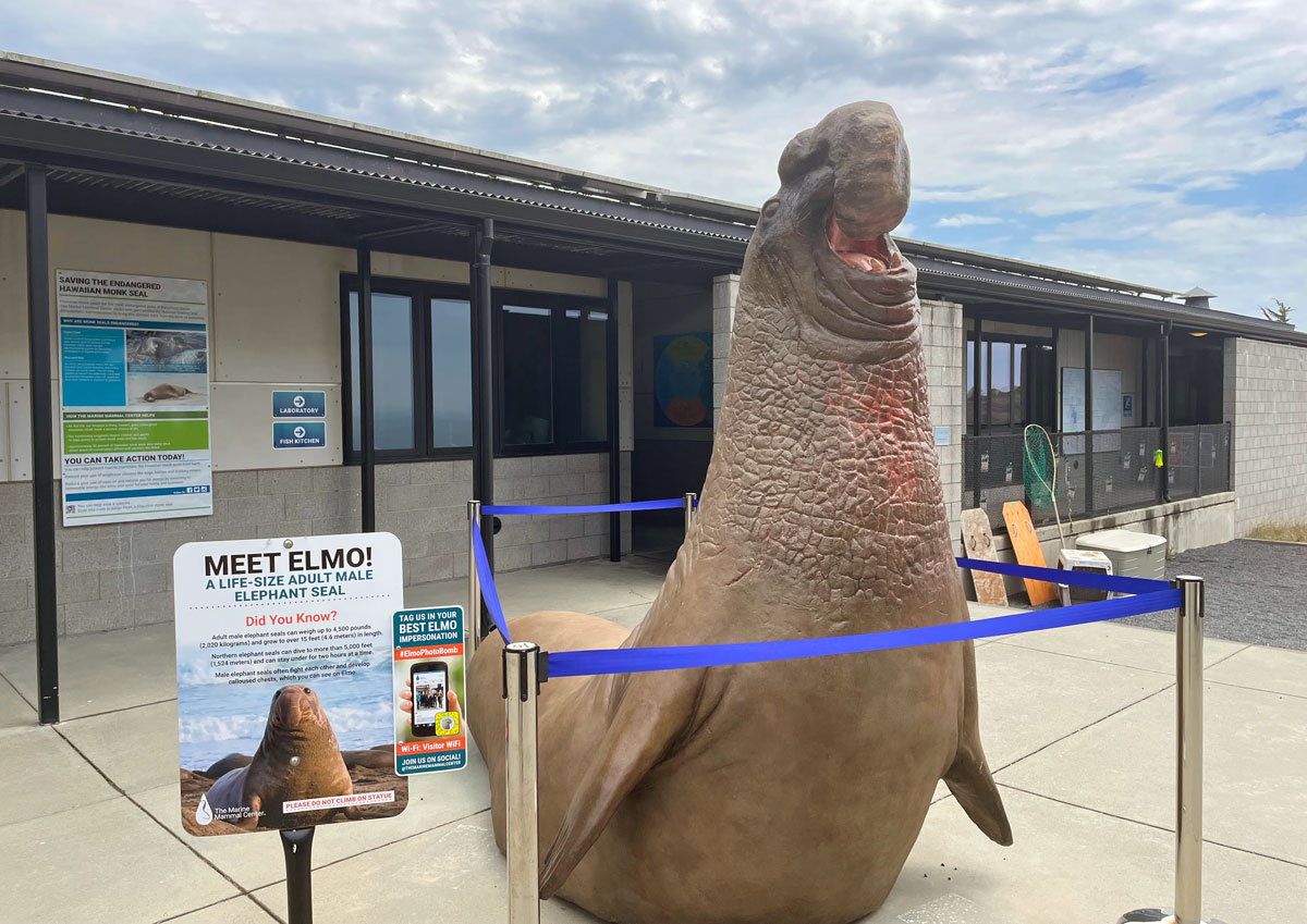 PIER 39  The Marine Mammal Center