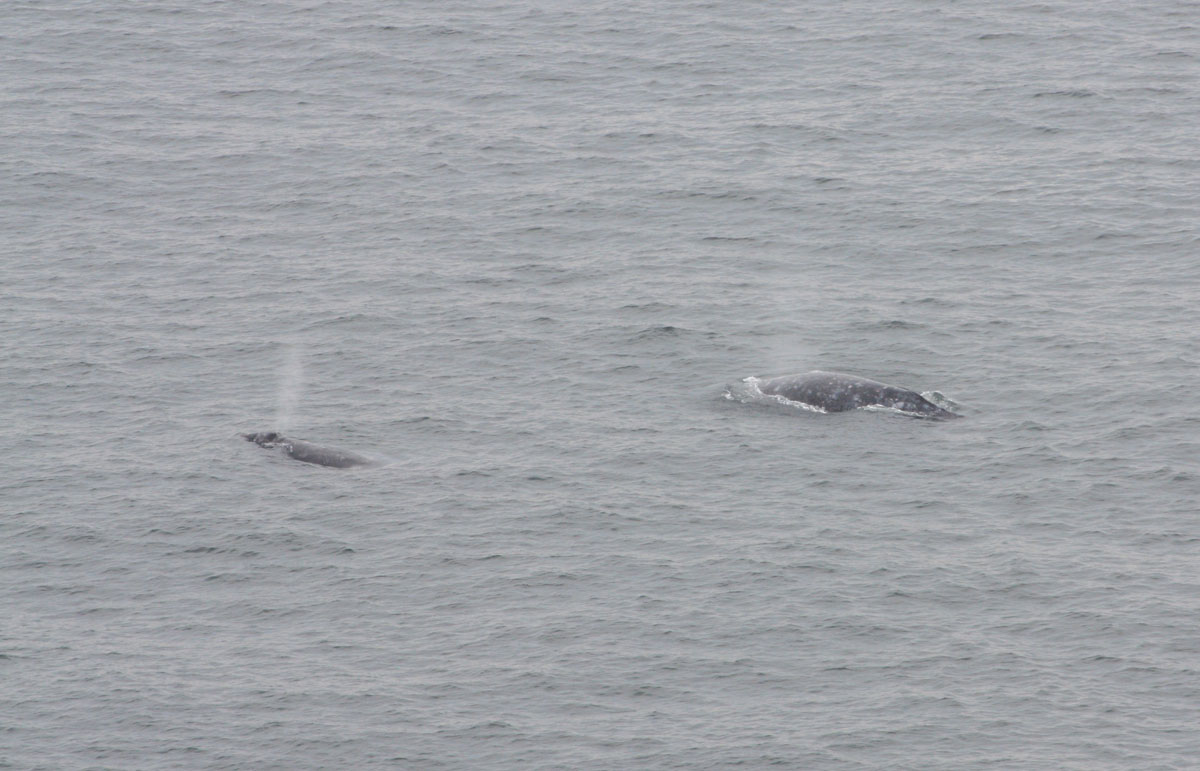 Winter Whale and Elephant Seal Watching at Point Reyes National