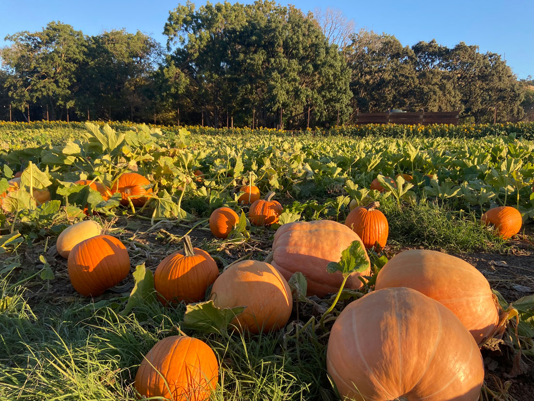 Mickelson Pumpkin Patch in Petaluma is Back for More Fall Fun Marin