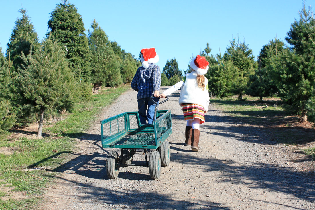 UCut Christmas Tree Farms in Sebastopol Marin Mommies