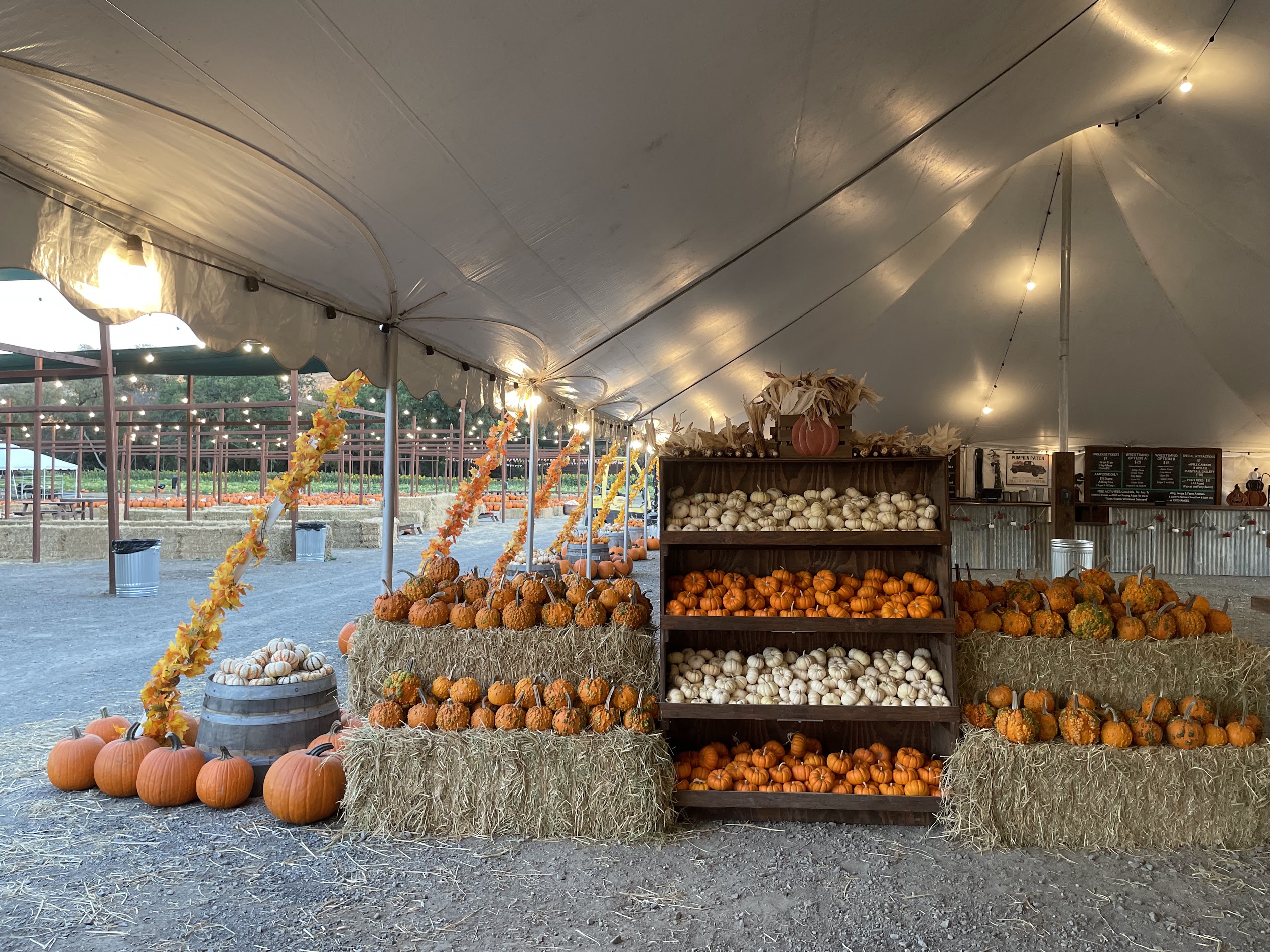 Mickelson Pumpkin Patch in Petaluma is Back for More Fall Fun Marin