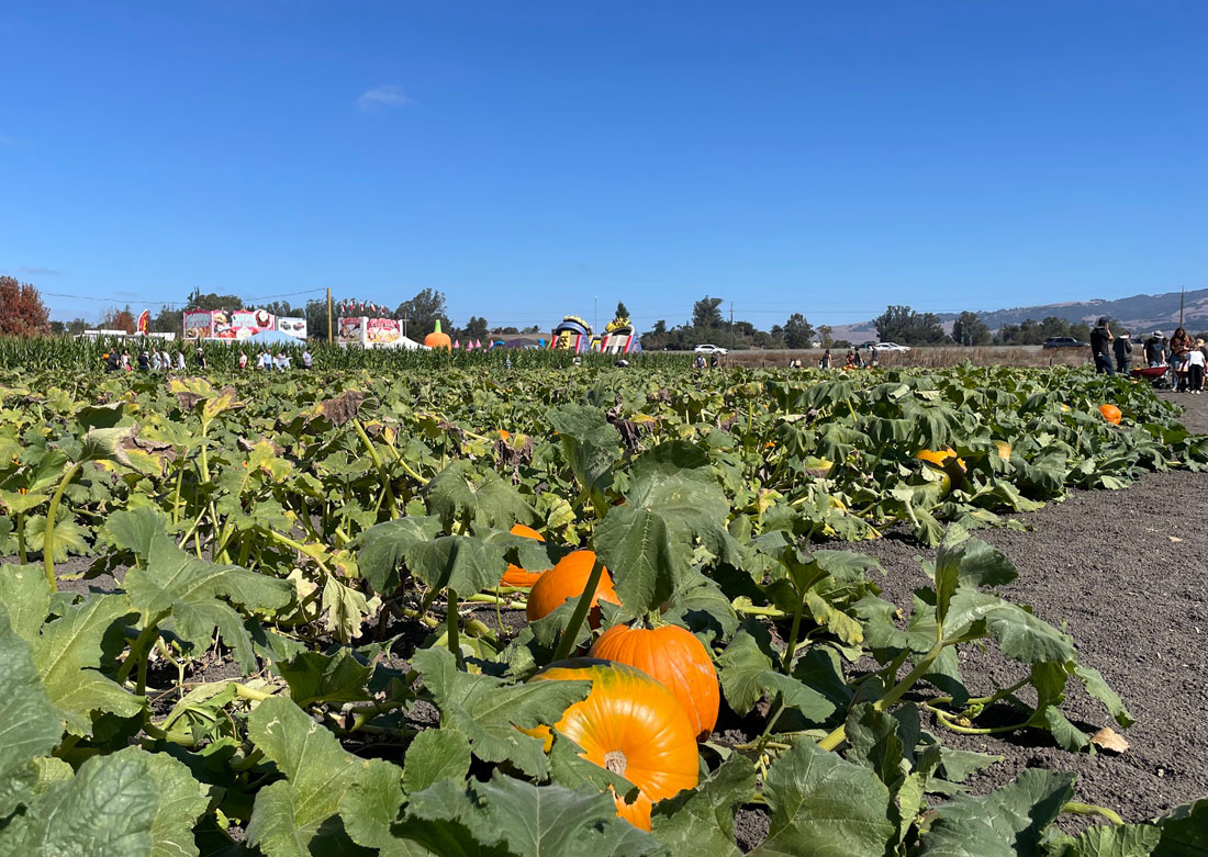 Petaluma Pumpkin Patch and Amazing Corn Maze Marin Mommies