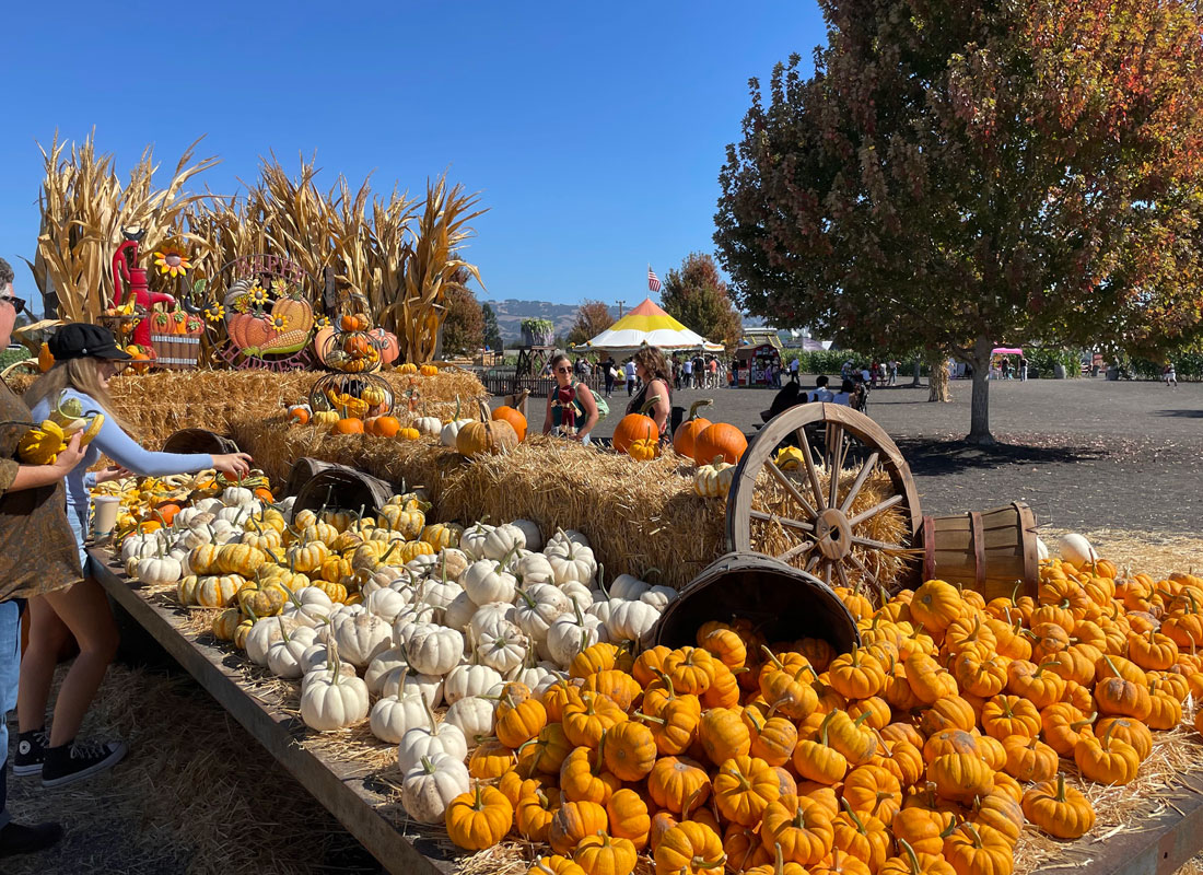 Petaluma Pumpkin Patch and Amazing Corn Maze Marin Mommies