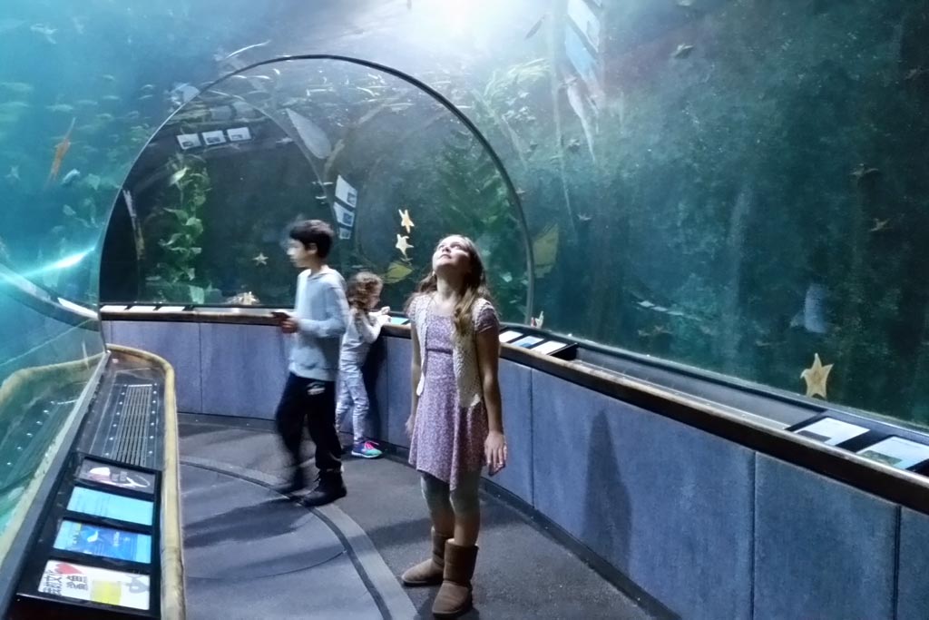 Aquariums in the Bay Area and Northern California Marin Mommies