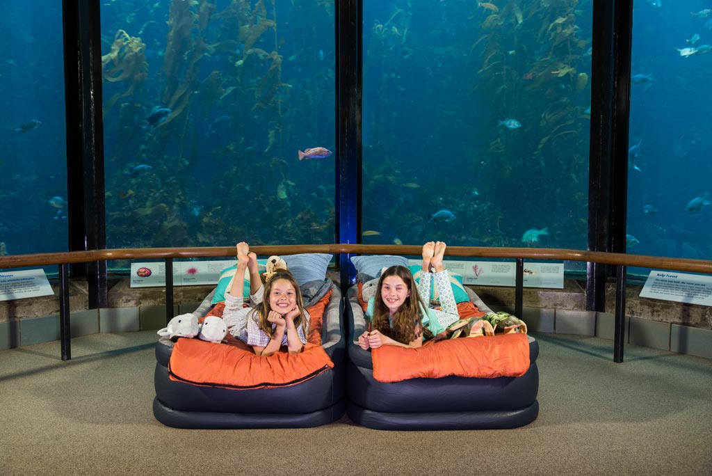 Best Family Sleepovers in the Bay Area and Beyond - Aquriumsleepover