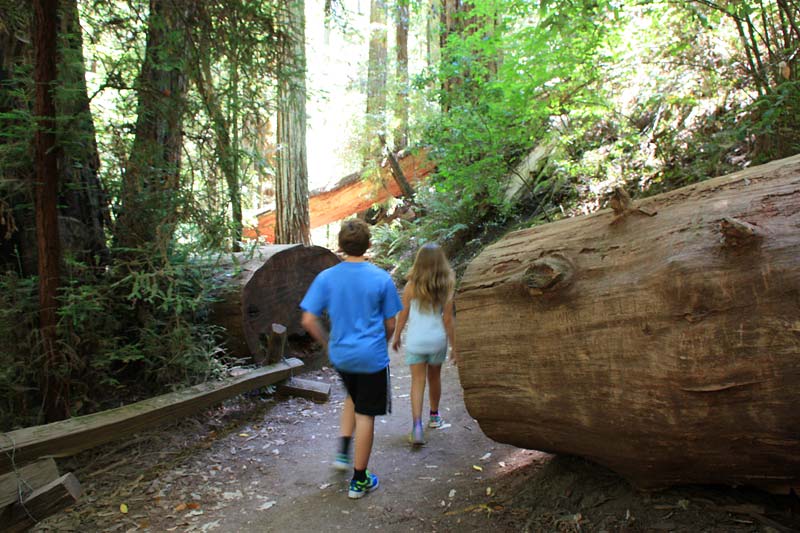 Step Back in Time:  A Giant's Embrace at Armstrong Redwoods State Natural Reserve