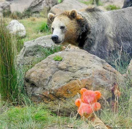 zoo animal teddy