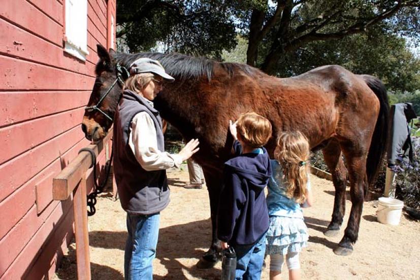 Visit the Morgan Horse Ranch at Point Reyes | Marin Mommies