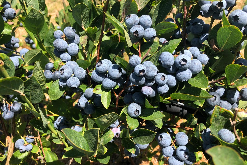 UPick Organic Blueberries at Duckworth Family Farm in Sebastopol