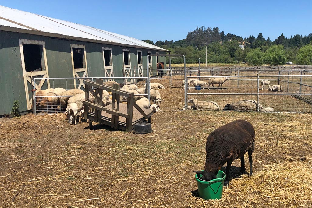 UPick Organic Blueberries at Duckworth Family Farm in Sebastopol