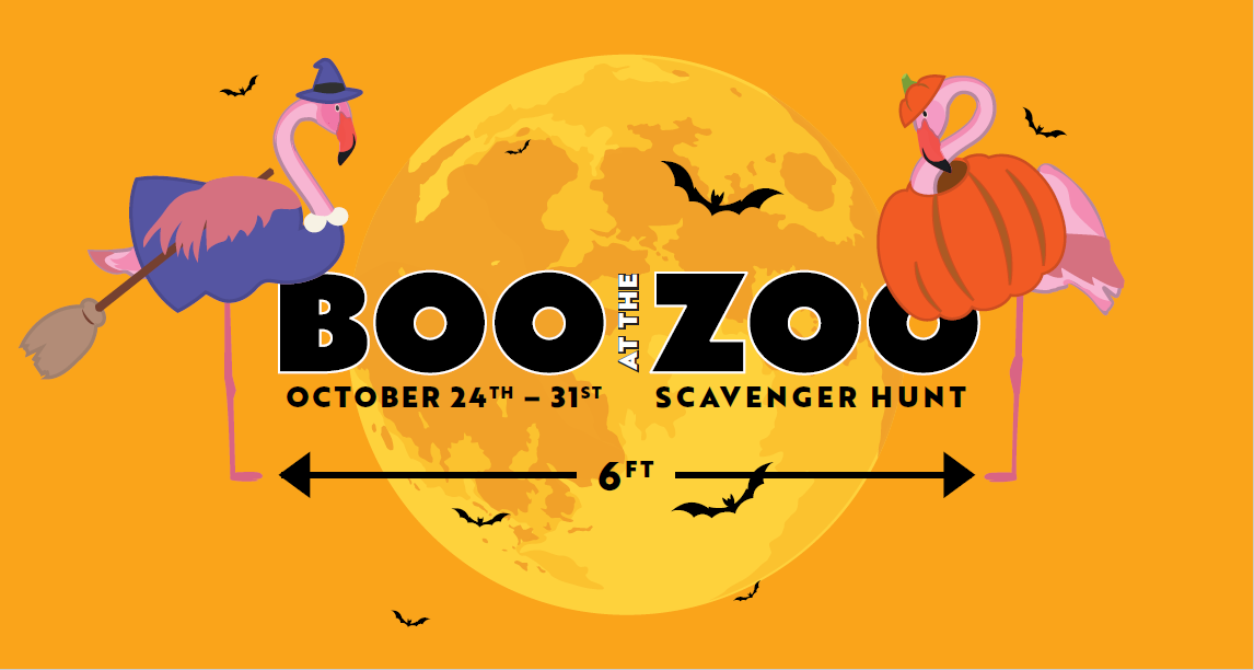 Celebrate Halloween with Boo at the Zoo at the Oakland Zoo! Marin Mommies