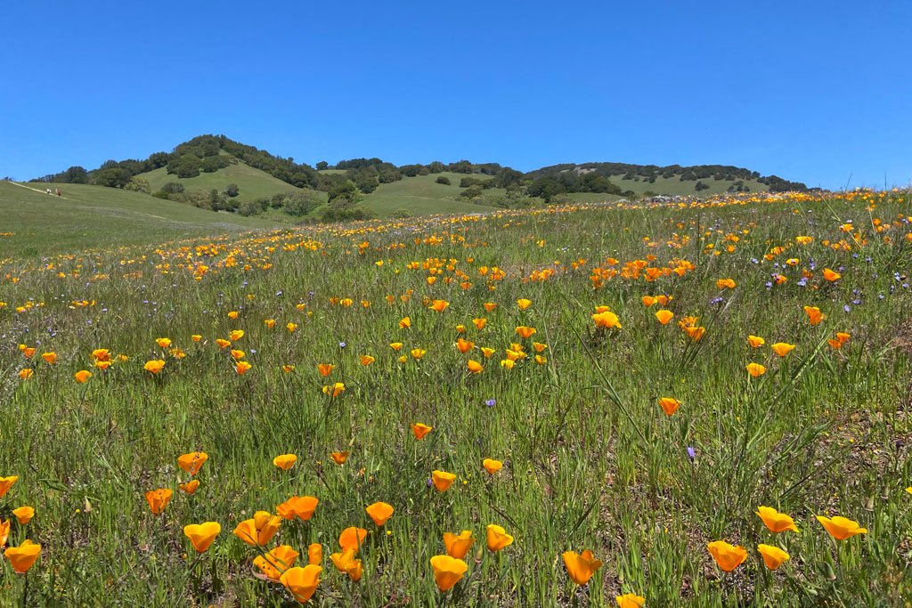 6 Spectacular Spring Wildflower Hikes for Families in Marin Marin Mommies