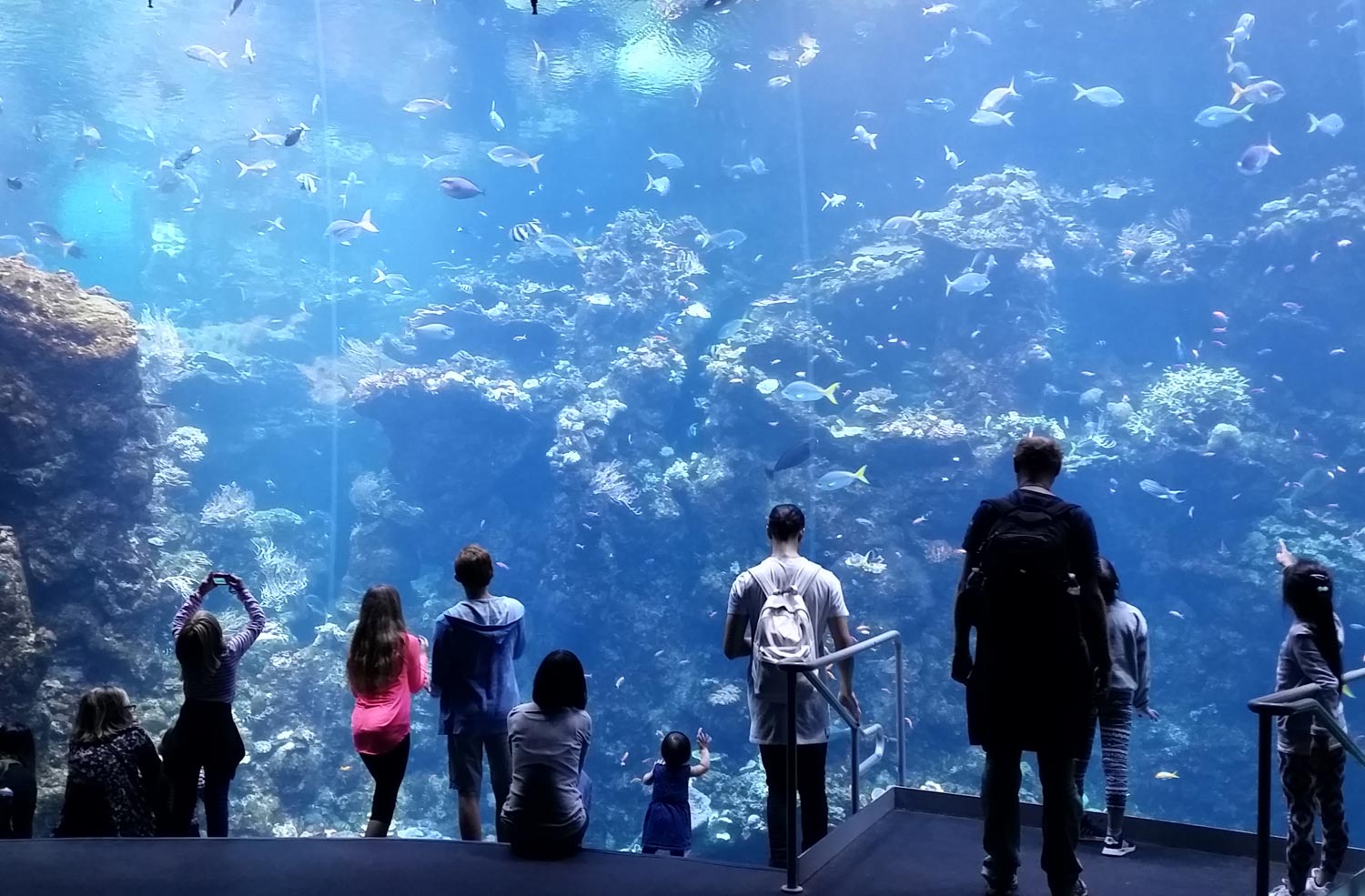 Aquariums in the Bay Area and Northern California Marin Mommies
