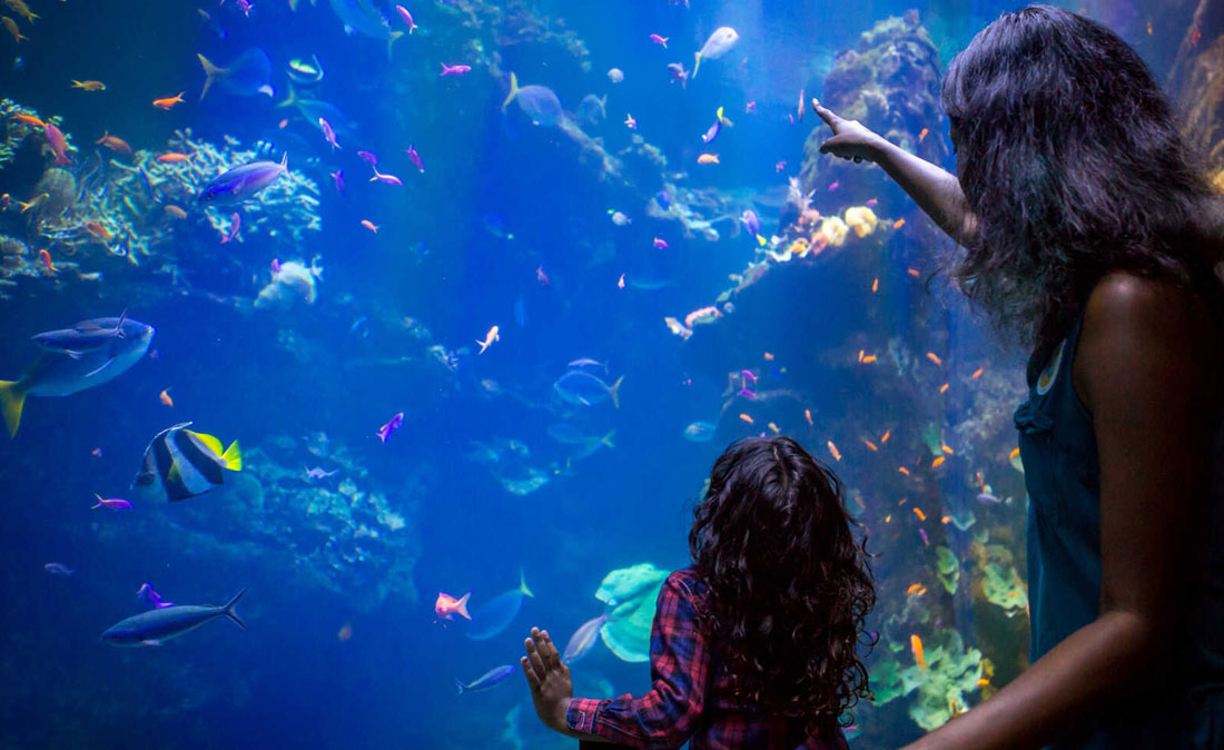 Aquariums in the Bay Area and Northern California Marin Mommies