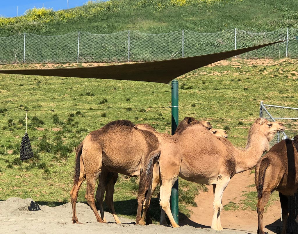 Wildlife Adventure at the Oakland Zoo Marin Mommies