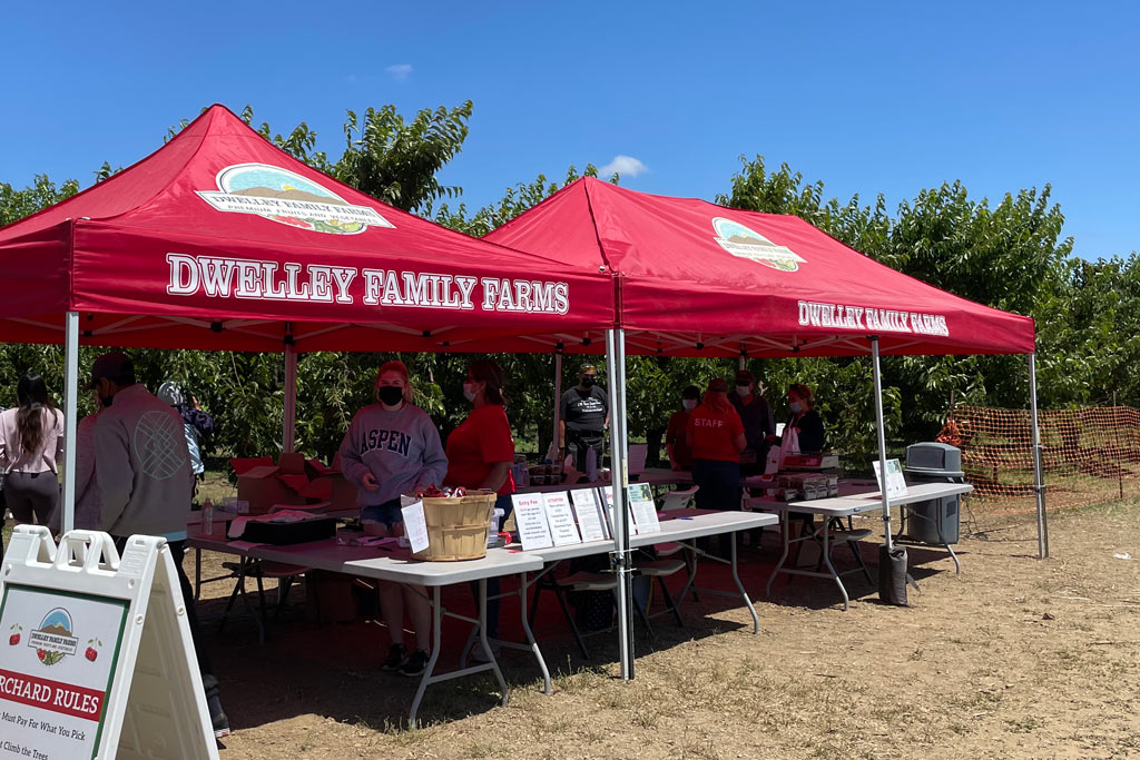 UPick Organic Cherries in Brentwood Marin Mommies