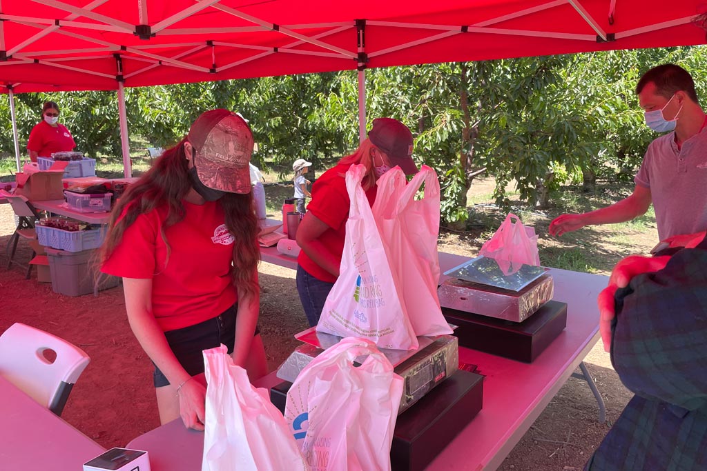 UPick Organic Cherries in Brentwood Marin Mommies