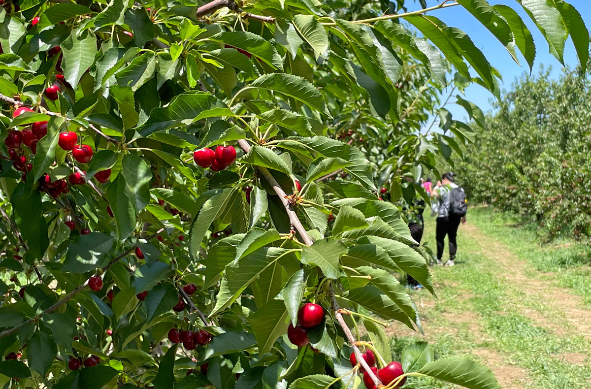 Fun Things to do in Marin and the Bay Area this Week May 2430 Marin