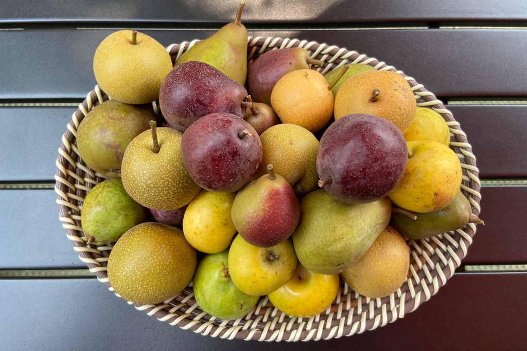 2021 Apple Season at Chileno Valley Ranch | Marin Mommies
