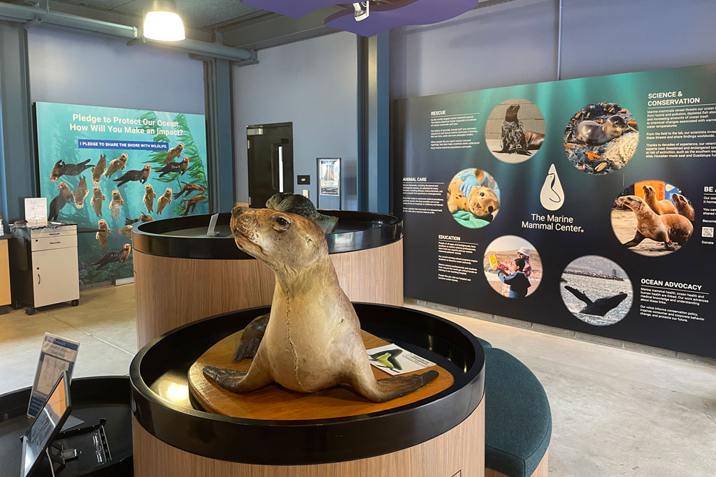 A Visit to the Marine Mammal Center Marin Mommies