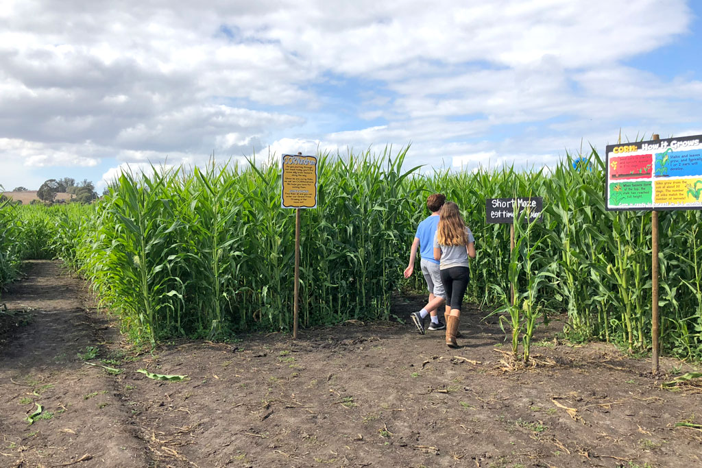 Get Lost This Fall in the Best Bay Area Corn Mazes! | Marin Mommies